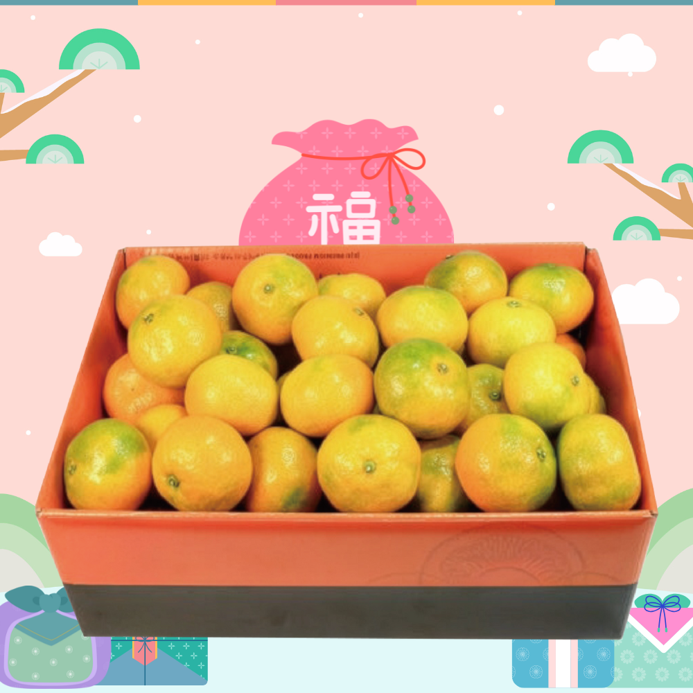 제주산 귤 명절 선물세트 5kg (2월9일부터 선착순 배송)