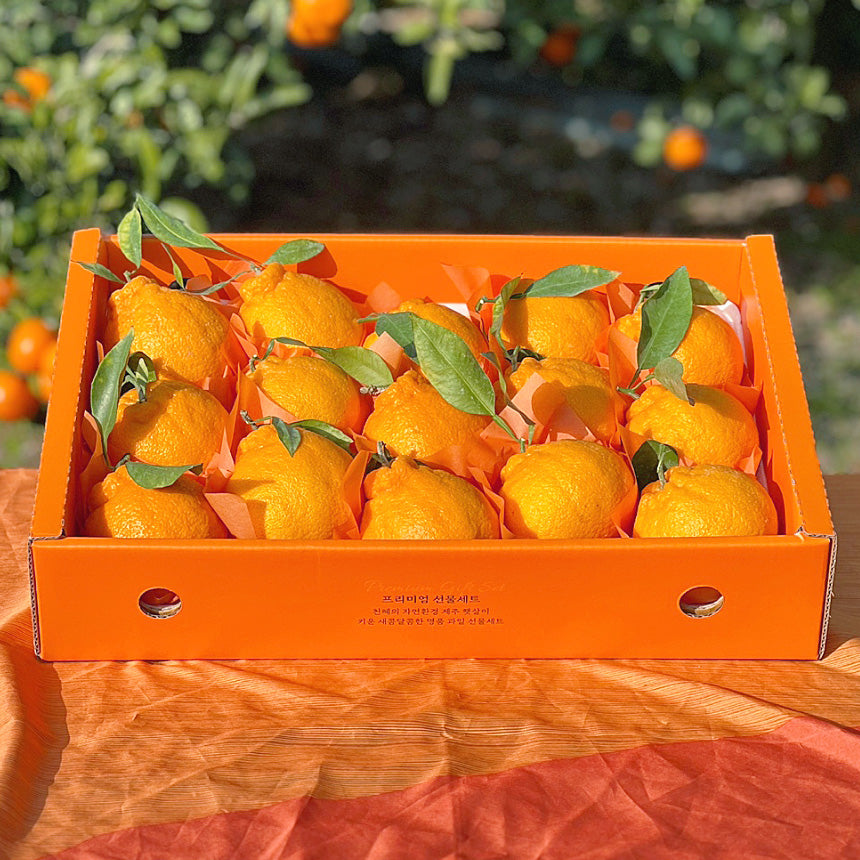 Korean Jeju Citrus (Hallabong) 3kg (7pcs ~9pcs)