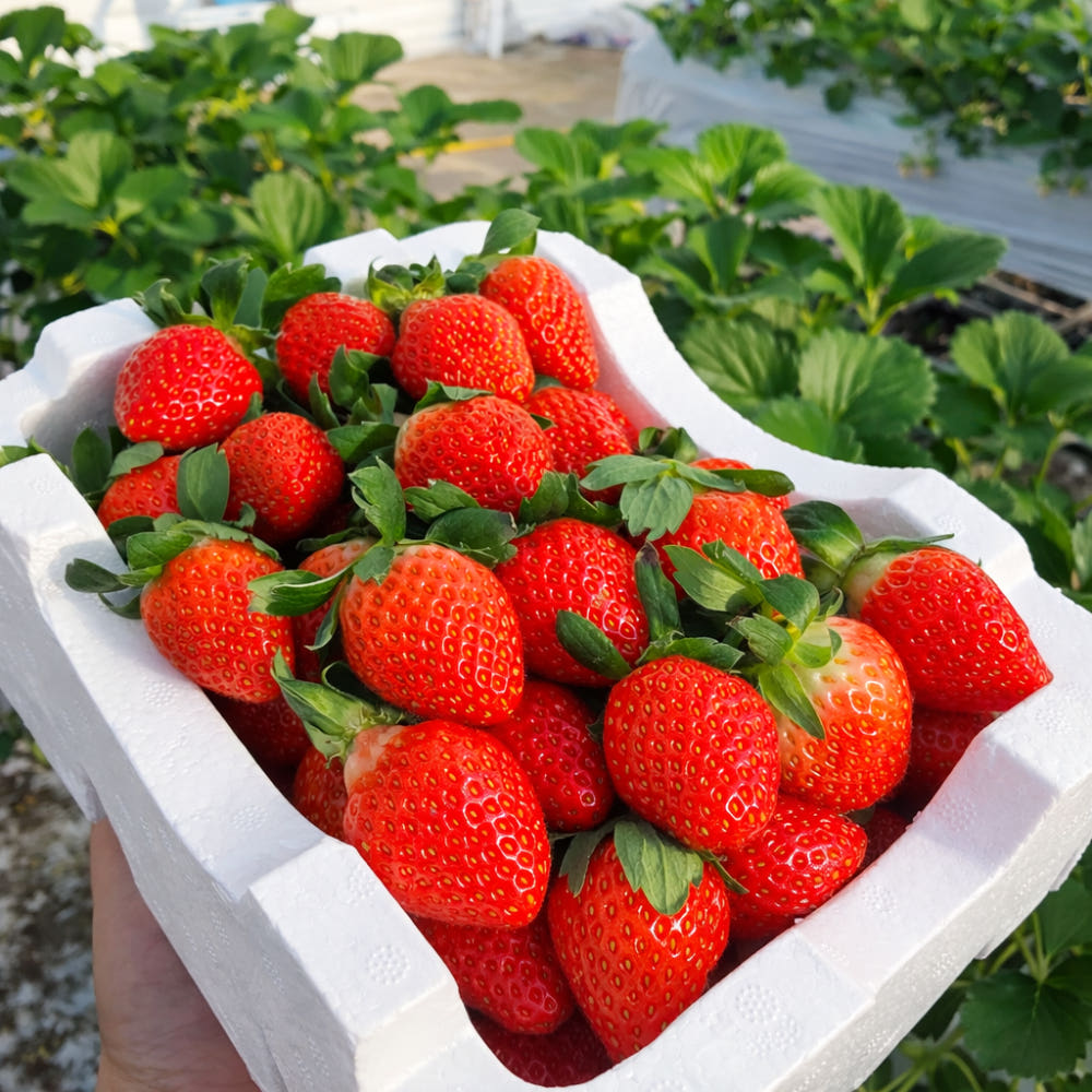 Korean Strawberry 750g (30ea)